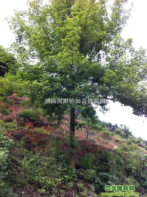 20cm����