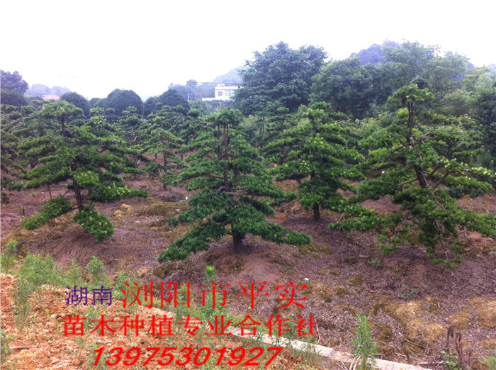 �����޺��ɵؾ�10cm