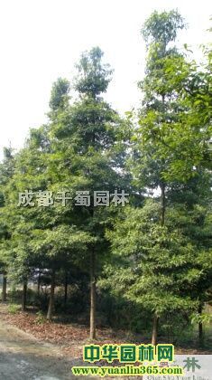 ���3-30����