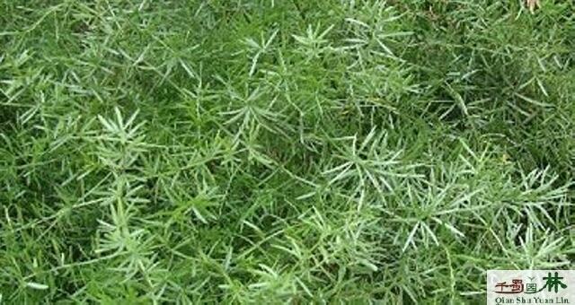 �Ĵ����Ŷ��������������Ŷ���ľ30-50��