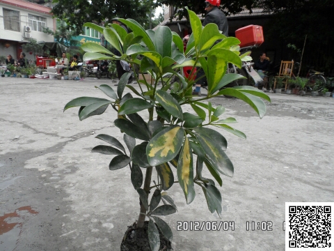 Ѽ��ľ30-50cm��