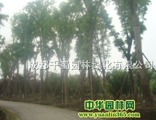 皂角