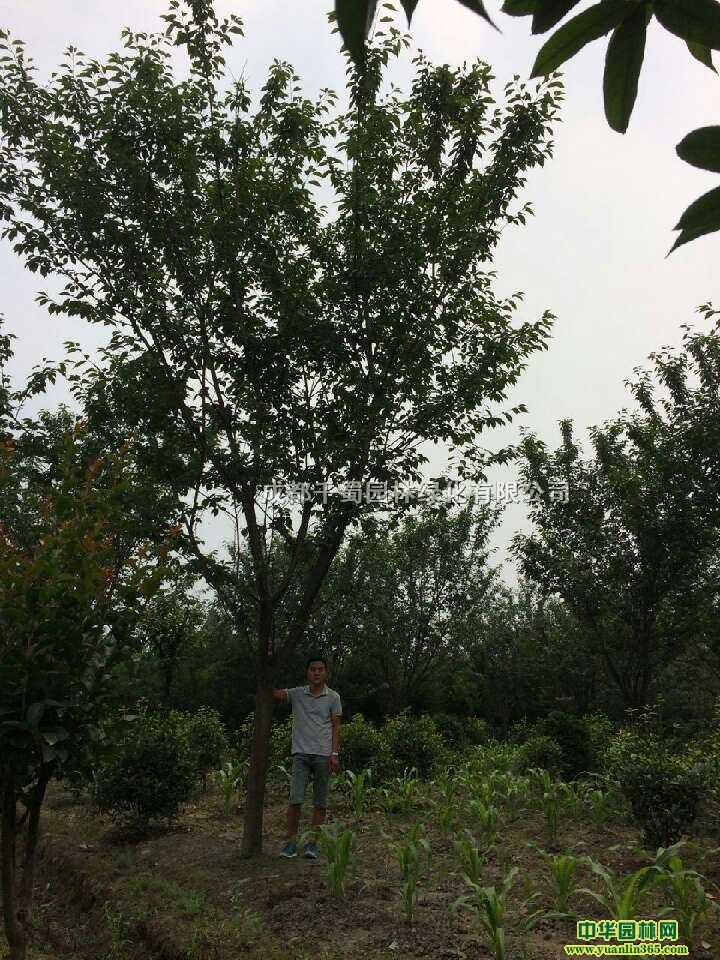 �׾�10���ָ߸���ӣ����ľ