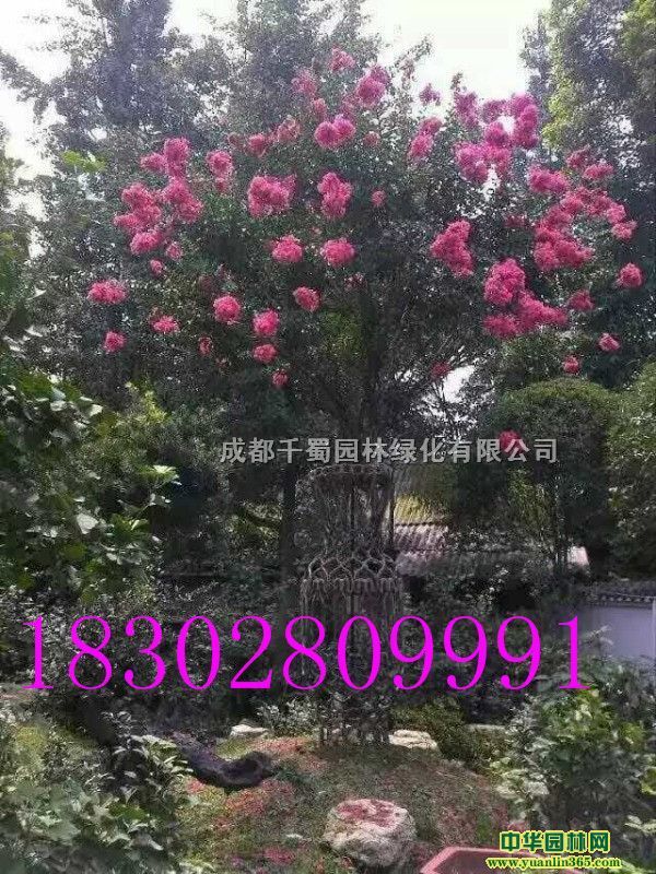 紫薇造型花瓶基地编制、造型花瓶紫薇