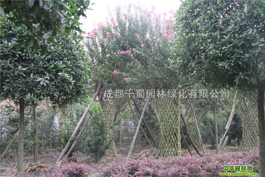 ��ޱ�Ʒ�����ޱ�Ŷ���ֲ���Ʒ�