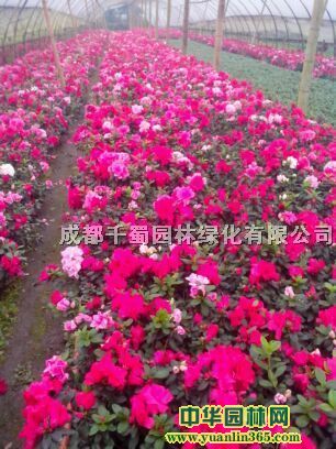 �����������ֲ��ֱ���ۡ���������������