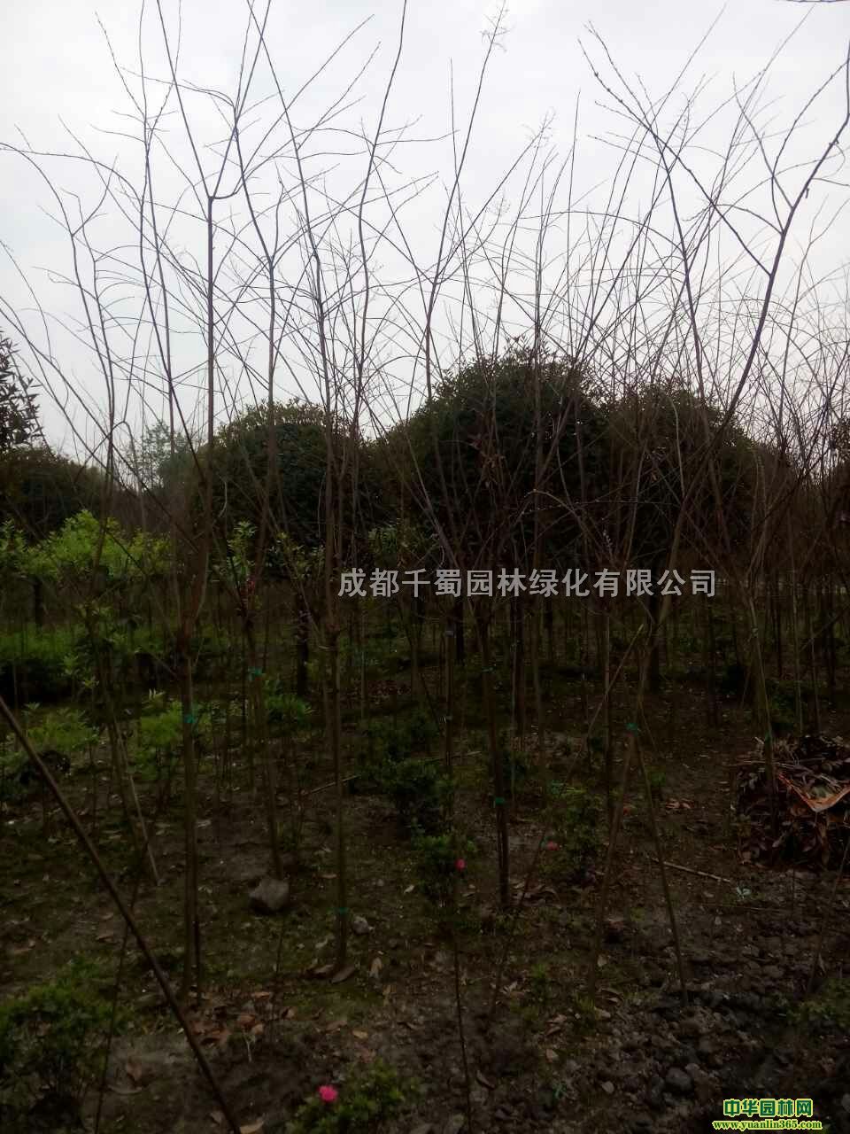 3������ޱ�����컨��ޱ��ԭ����ޱ