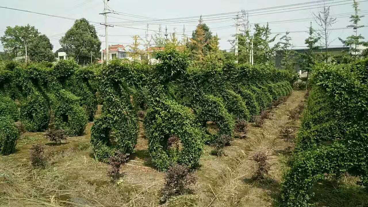 �˶�Ա����ֲ�СҶŮ��������������
