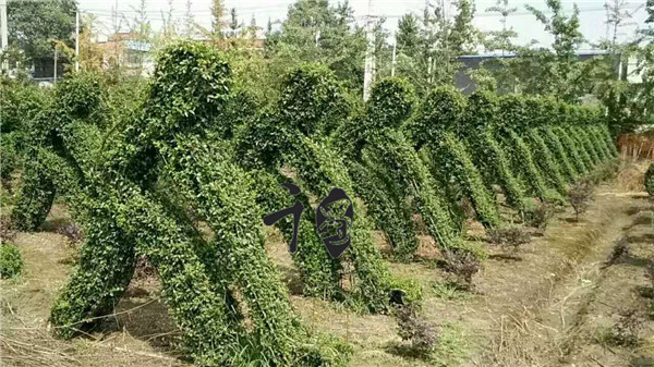 ֲ�����͡�СҶŮ���������͡���ޱ���͡��¼�����