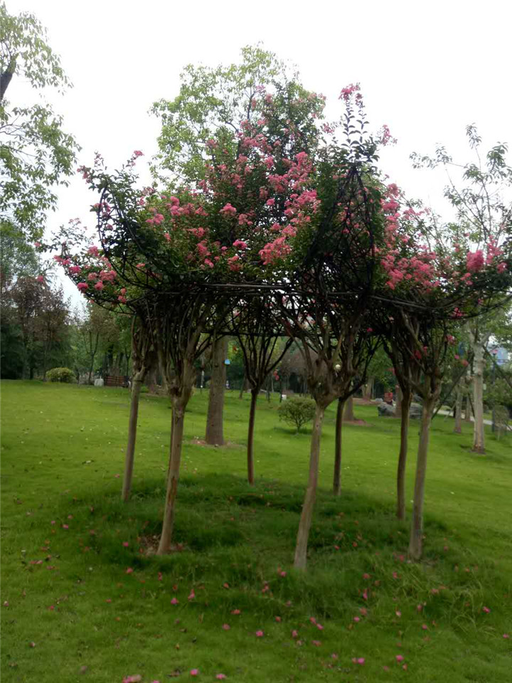 ���ݷ¹ŷ�����ޱͤ�ӡ�������ޱ��֯�˽�ͤ����
