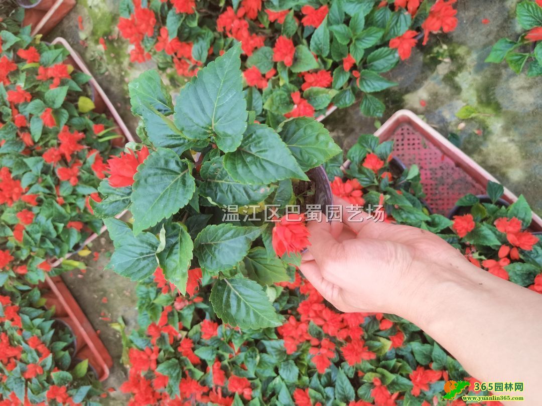 �Ĵ�һ�����������������һ���챭�繤����