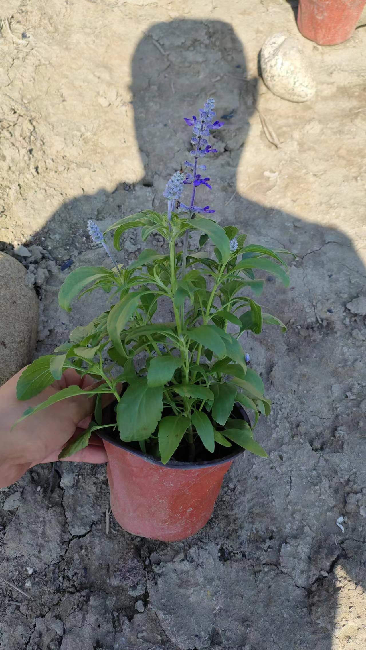 ������β�����������ϵ�����������ֲ����