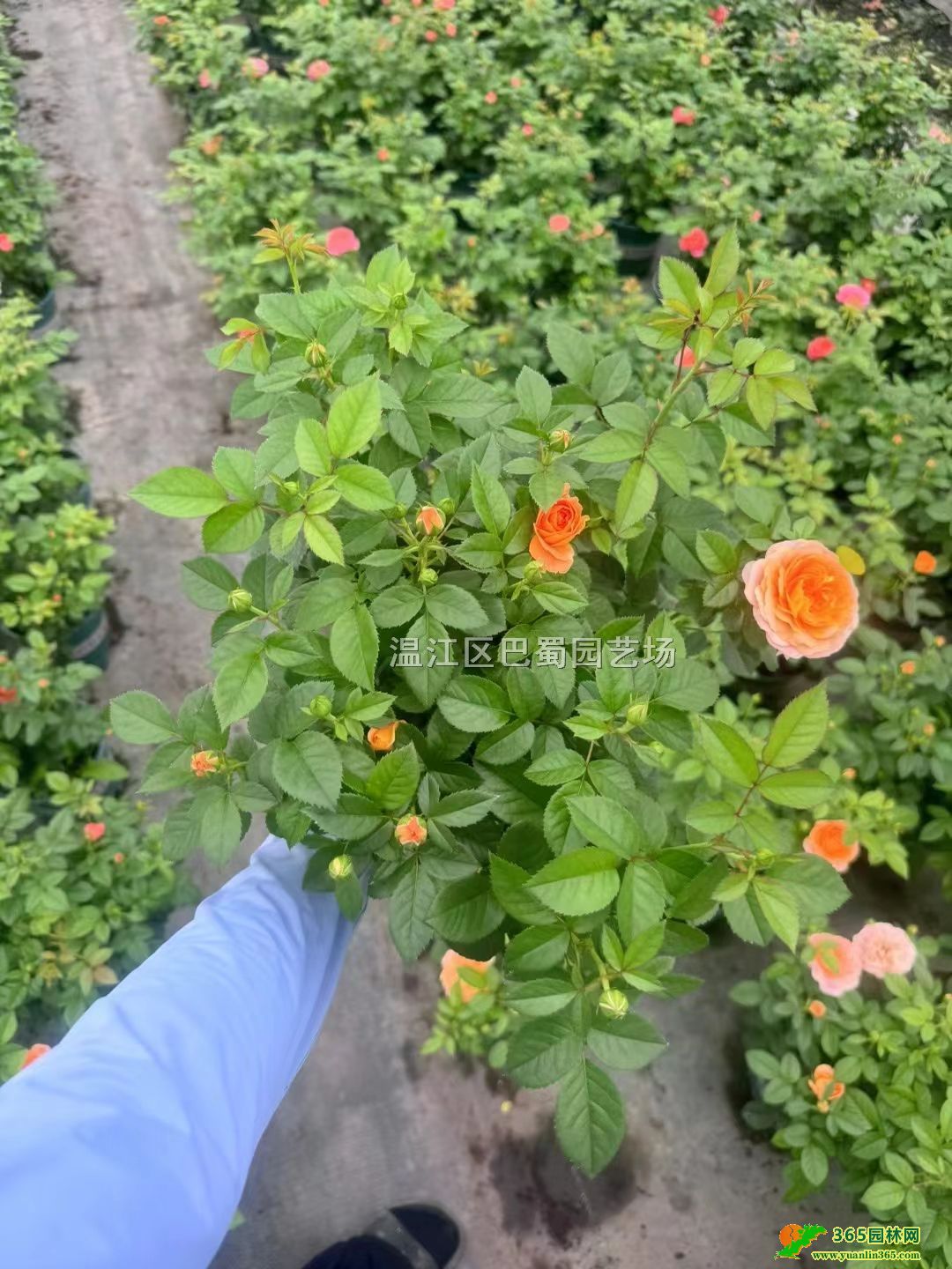 ���¼��硢20-50�����¼�������