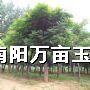 ���ꡢ��Ƿ硢�졢�ס��ϡ���������