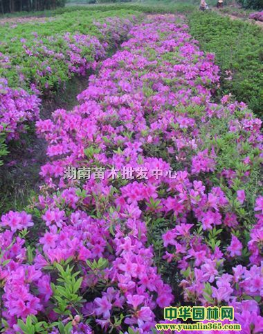 ���顢ӳɽ�졢ë�顢�ž顢�ļ��𡢵��𡢽�߻����ɭŮ��