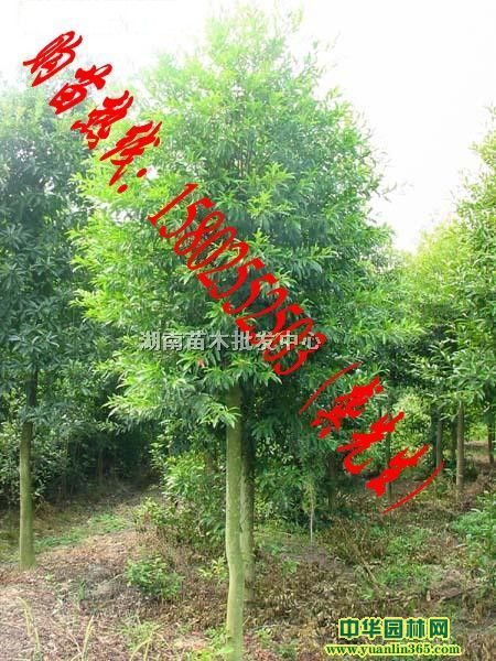 ��Ӣ��ӣ�����������������˿�ľ�����ݡ��Ͳ衢���ء����ء�����
