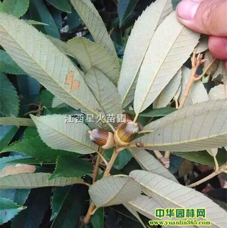 ��Ƥ������ӡ���Ƥ����硢�엹���ӡ��엹��