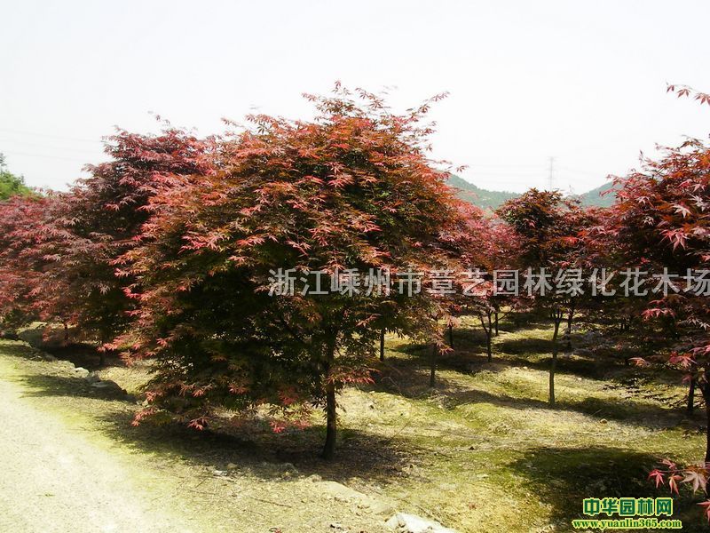 ��㡢���¹�ϲ�����޻��ӡ��ֲ���Ц�ȹ�����