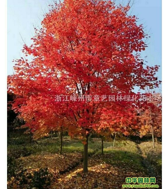 ��Ӧ�������1��15���֡�Ϧ���졢ʮ�¹�Եȹ�����ľ����