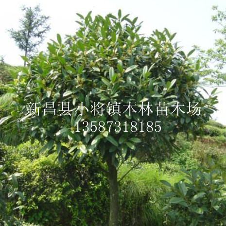 �ඡ��