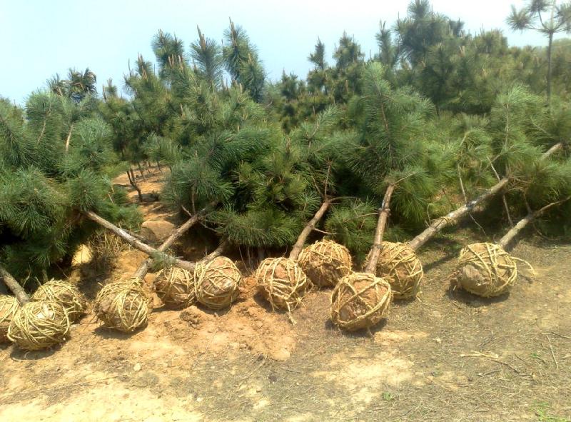 �ϸ�ׯ�������ɲ�ط�������