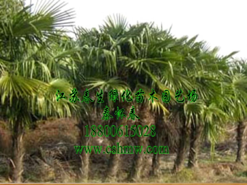 ���ͼƬ