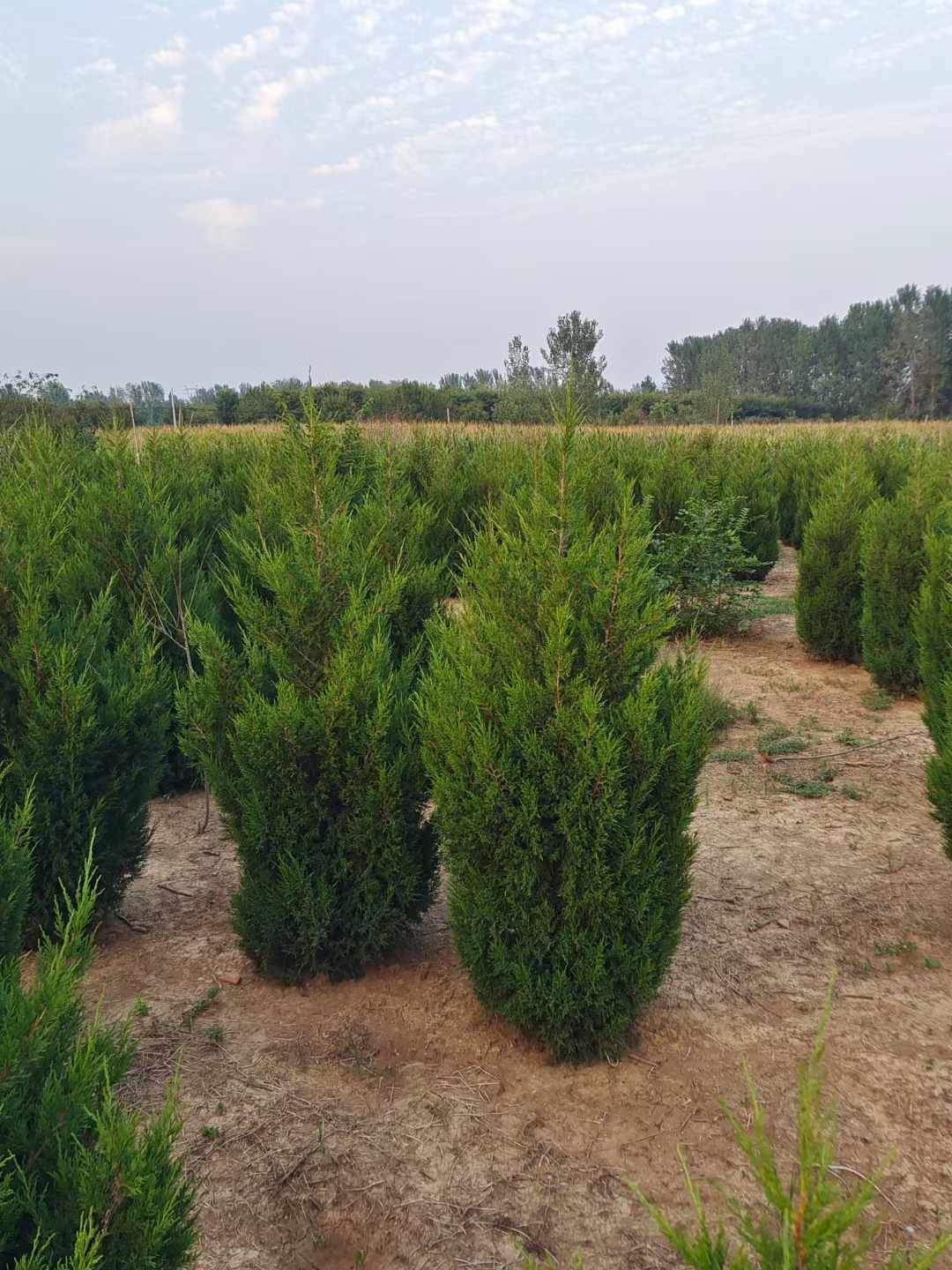 ����1-2-3-4-5-6-7�׻���ֱ��ͼƬ