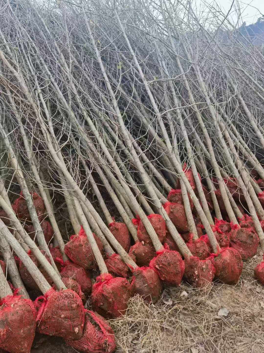 �������ͼ
