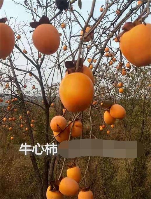 ţ����ͼƬ