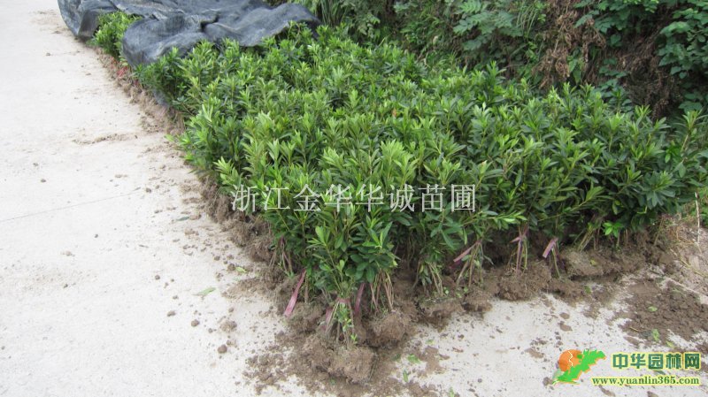 ë��ͼƬ