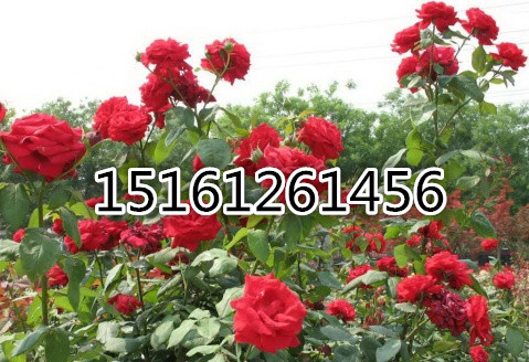 �Ứ�¼�ͼƬ