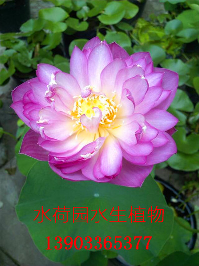��Ʒ�ɻ�ͼƬ
