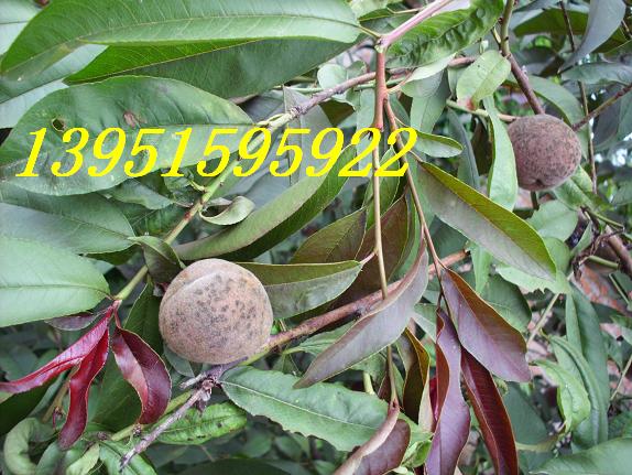 ��Ҷ������Ҷ�Һ�Ҷ�һƺ���÷��Ҷ÷ͼƬ