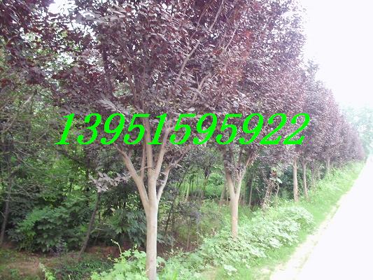 ���ֹ��ĺ�Ҷ���Ҷ����Ҷ����Ҷ��ͼƬ