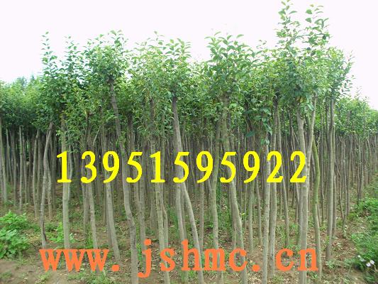 �߸˴�ҶŮ������ϻ� ��Ҷ�Һ�Ҷ�����÷ͼƬ