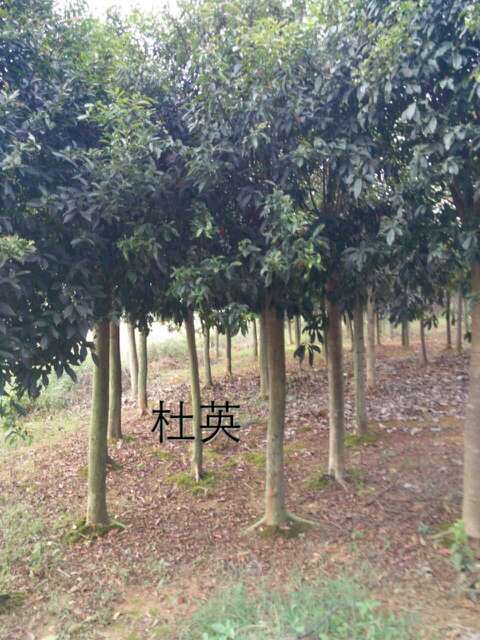�׾�4���ֶ�Ӣ�۸�ͼƬ