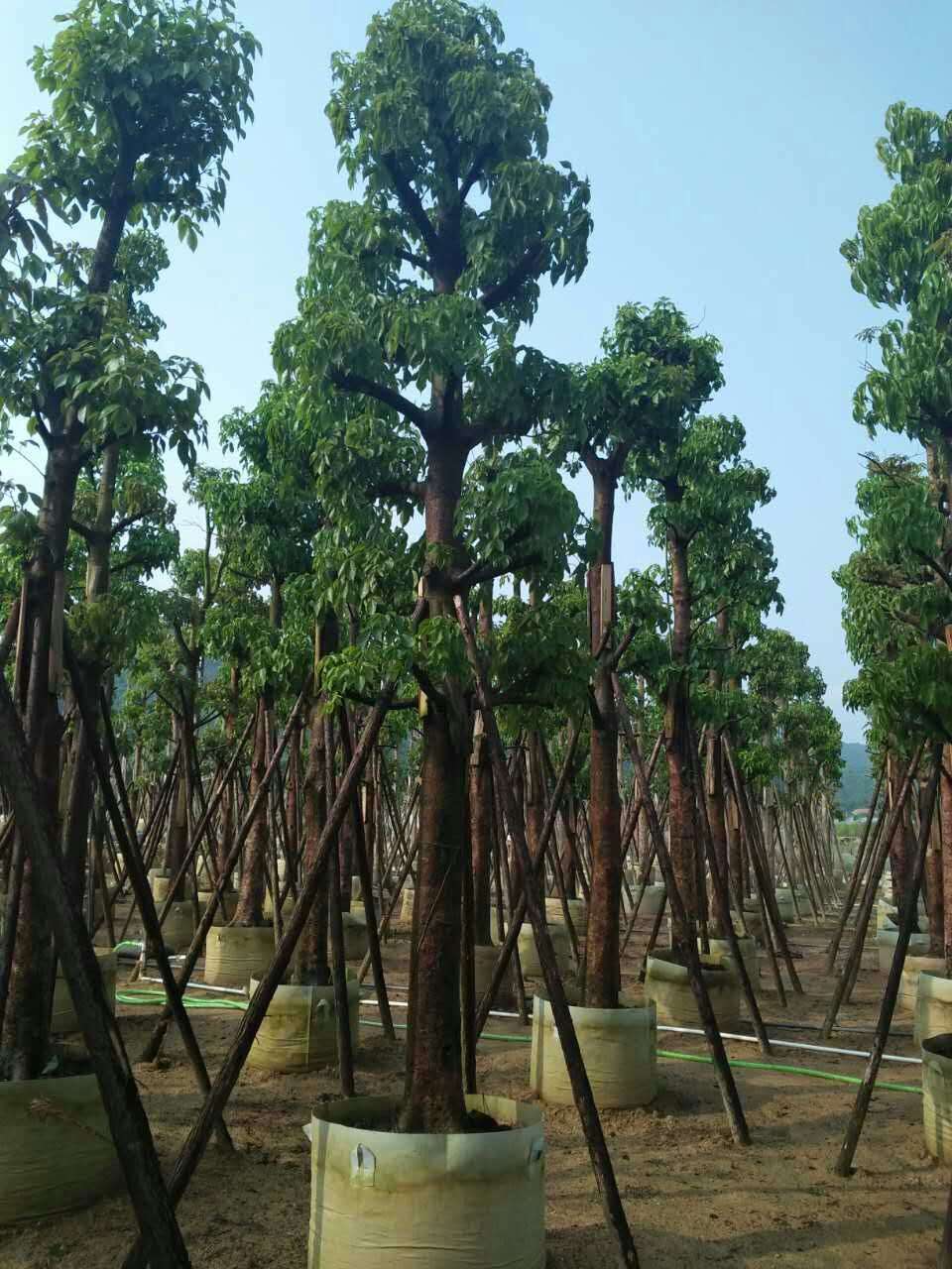 ����ľͼƬ