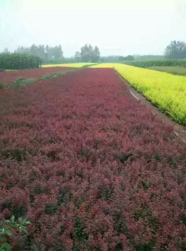 ��ҶС��ͼƬ
