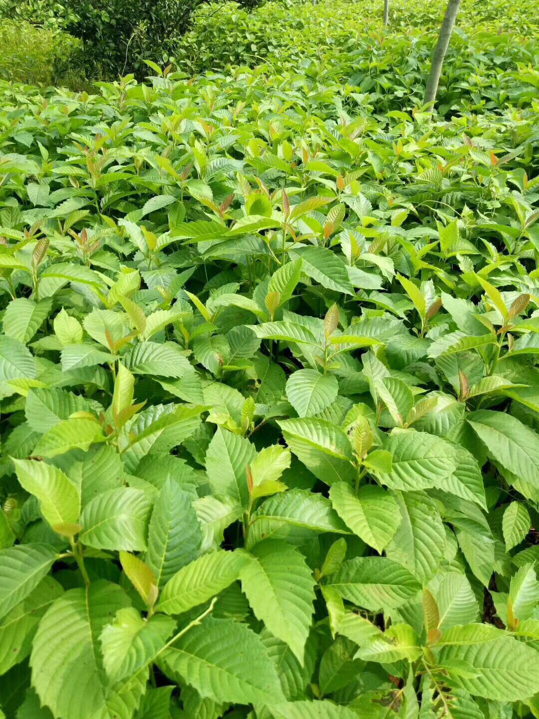 ϲ��ͼƬ