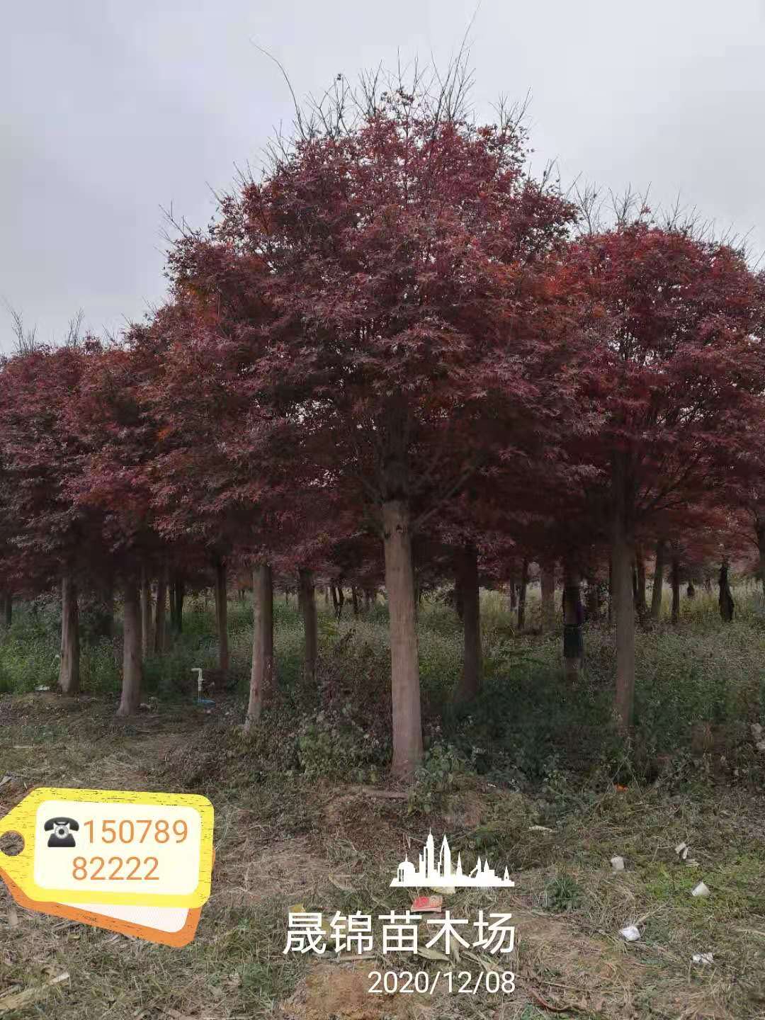 ���ͼƬ