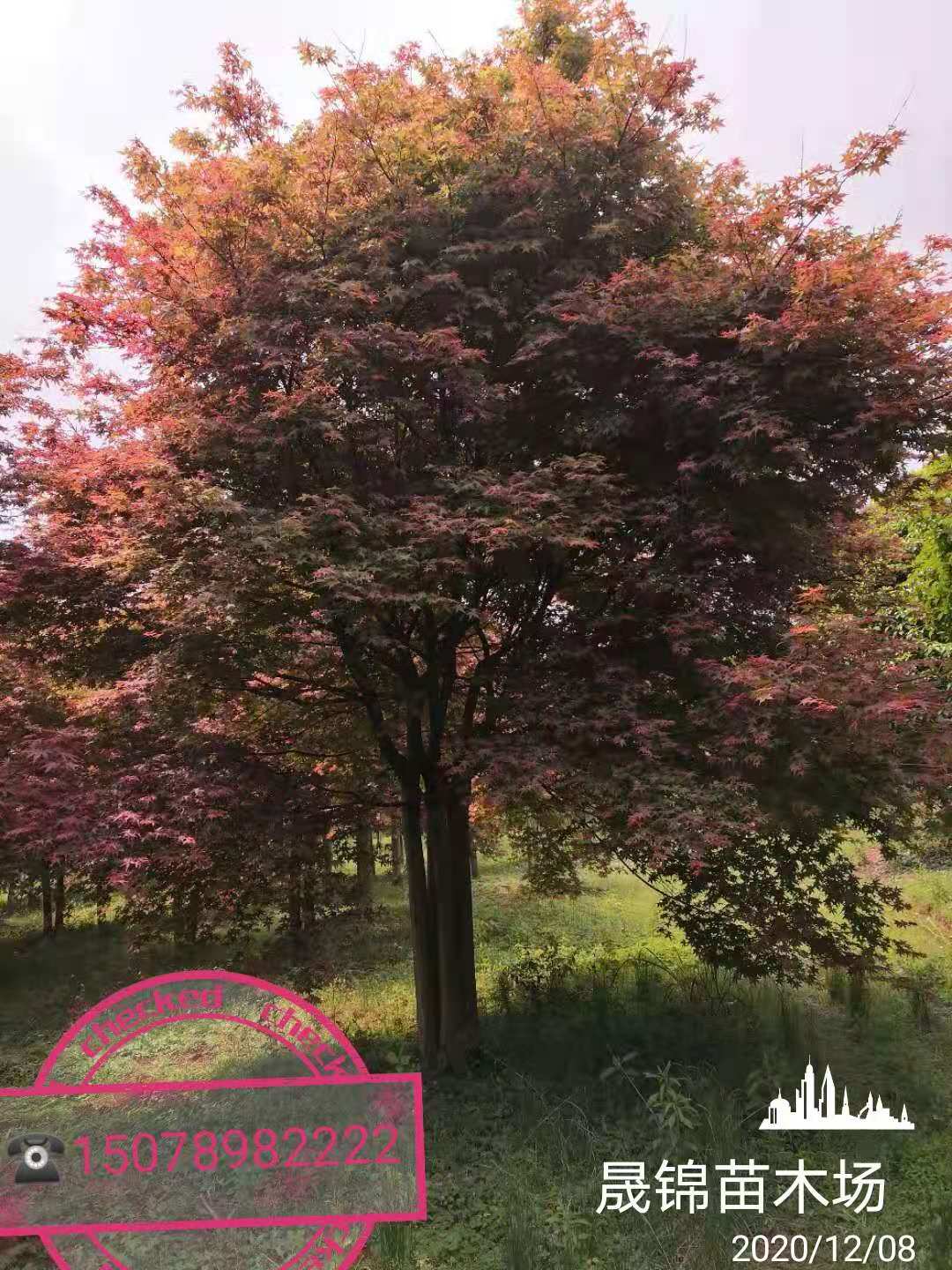 ��˺��ͼƬ