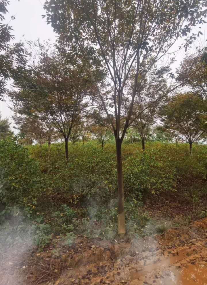 ���ͼƬ