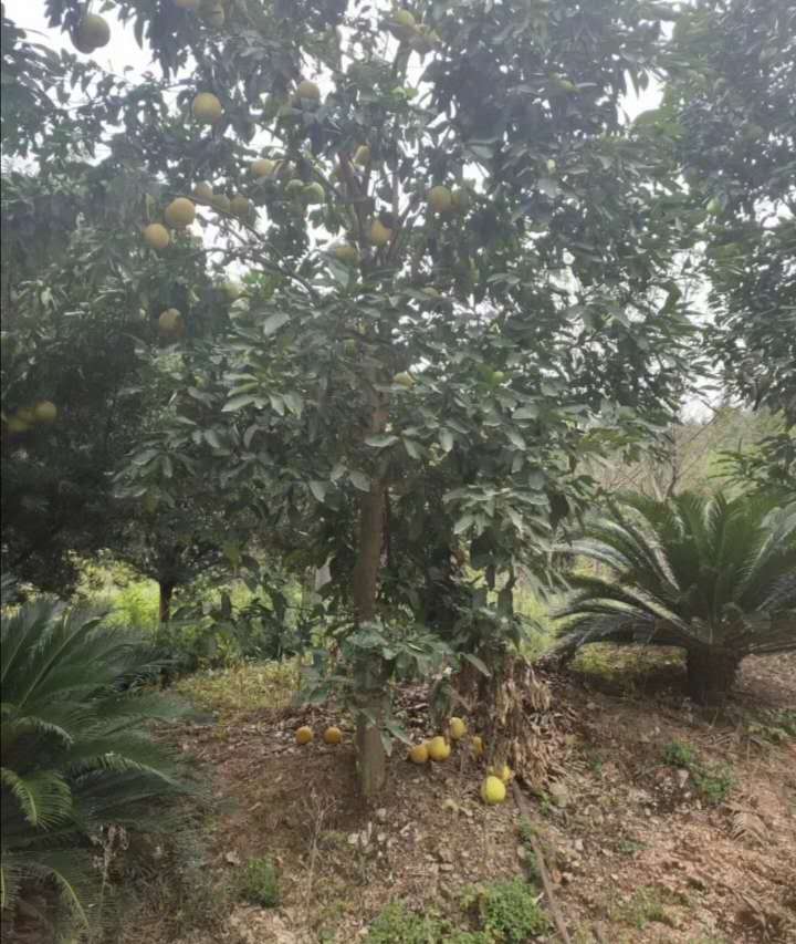 ����ͼƬ