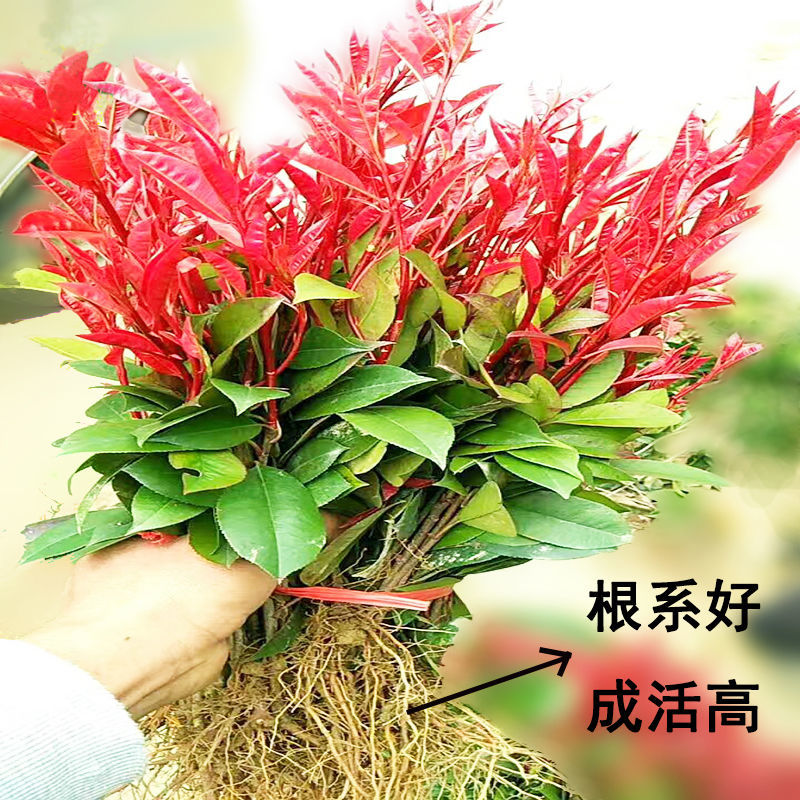 ���ں�Ҷʯ�������ͥԺ�������ֲ���ļ������ɭŮ���̻�����ͼƬ