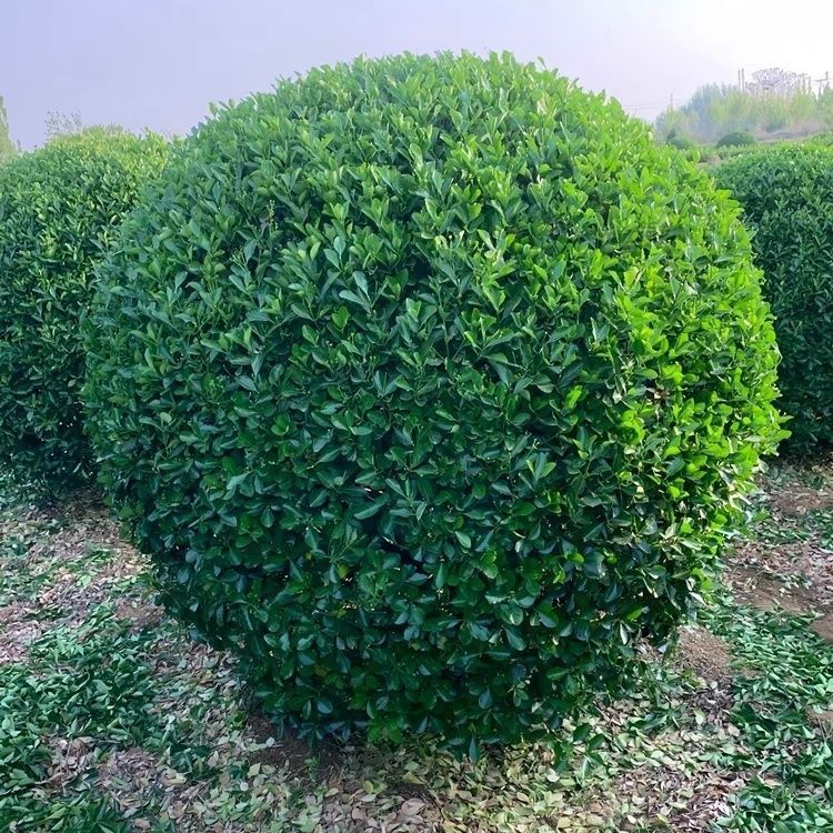 ��Ҷ�������ļ���������ͺ�ֲ�ﻨ�ܳ���ͥԺΧǽ�����鳣��ͼƬ