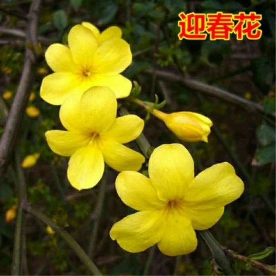 ӭ������԰���̻� �ر�ֲ�� ԰�ֹ����̻���ľ �ļ����� ӭ����ͼƬ