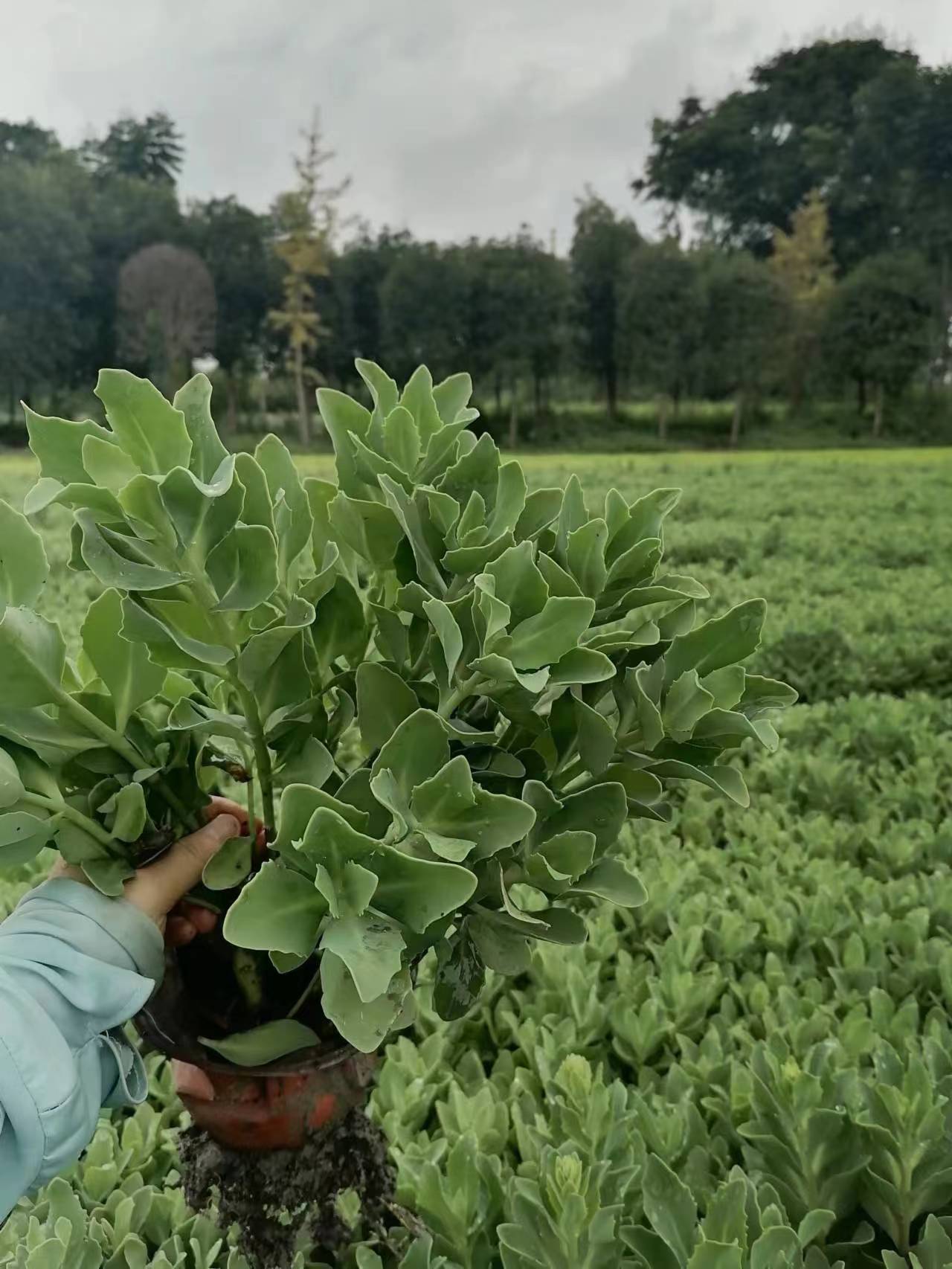 �������ͼ