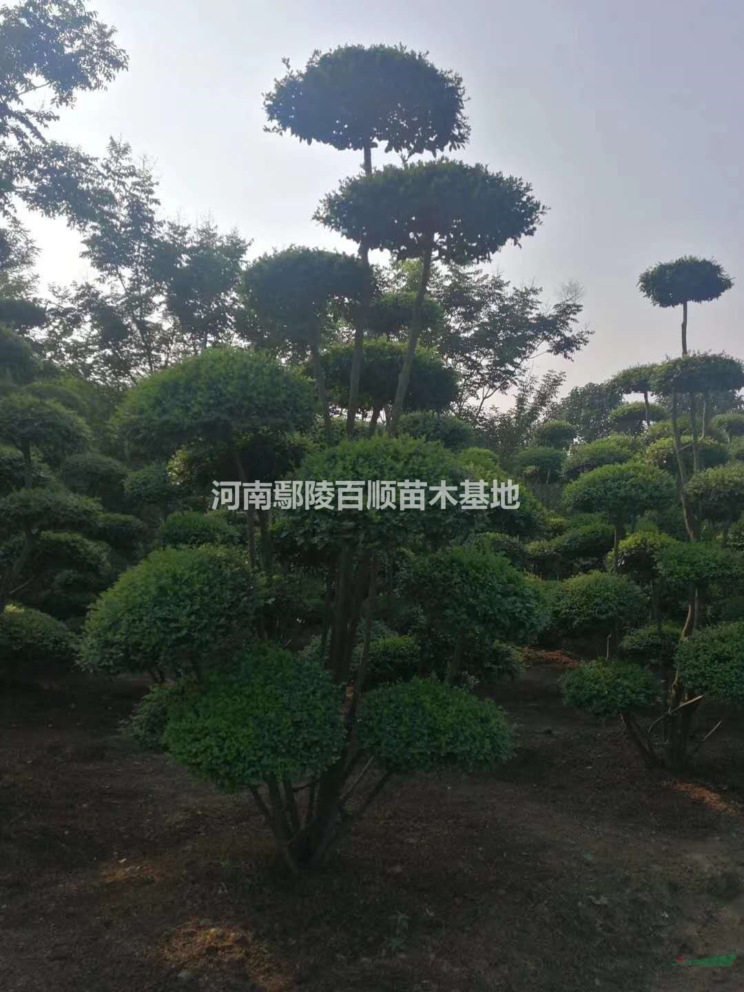 СҶŮ��������ͼƬ