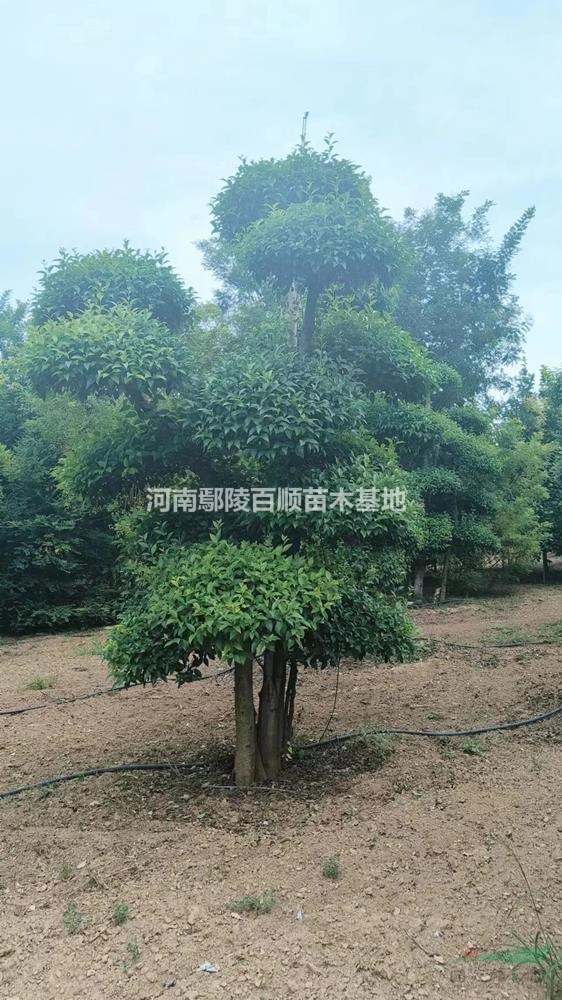 ��ҶŮ��������ͼƬ