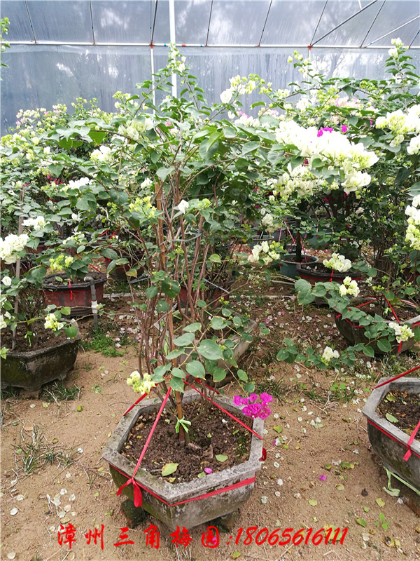 ӣ��ɫ(����͸��) �߶�180-220CMͼƬ